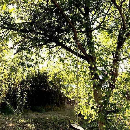 Holló Nest